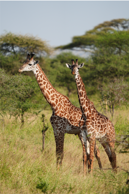 Cargue la imagen en el visor de la galería, Paquete Safari Salvaje África 2025