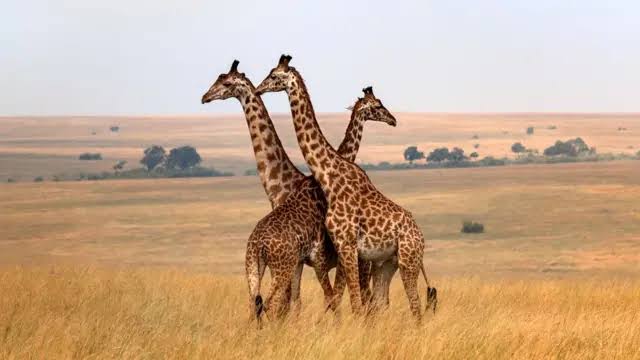 Tanzania en Grupo
